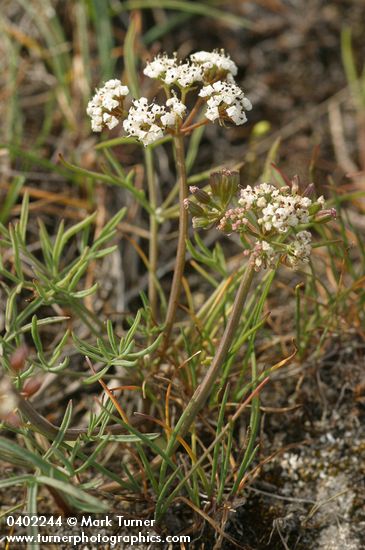 Lomatium gormanii