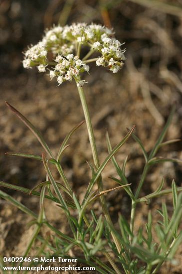 Lomatium gormanii