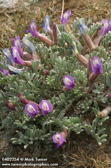 Astragalus purshii