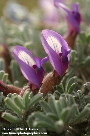 Astragalus purshii