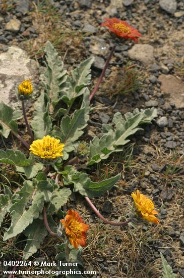 Balsamorhiza rosea