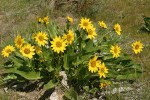 Carey's Balsamroot