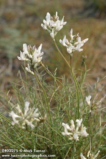 Astragalus conjunctus var. rickardii