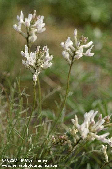 Astragalus conjunctus var. rickardii