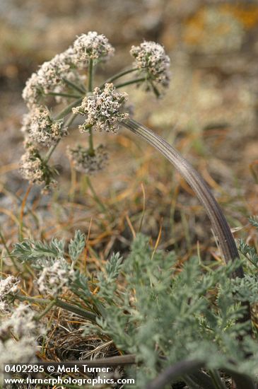 Lomatium macrocarpum
