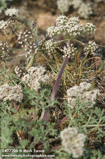 Lomatium macrocarpum