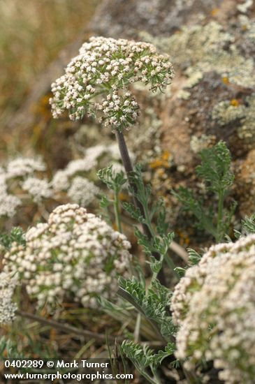 Lomatium macrocarpum
