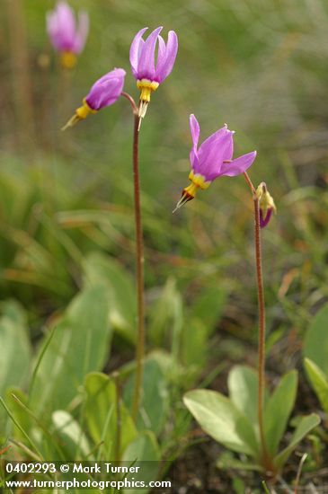 Dodecatheon pulchellum ssp. cusickii