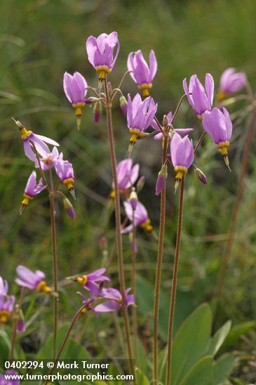 Dodecatheon pulchellum ssp. cusickii