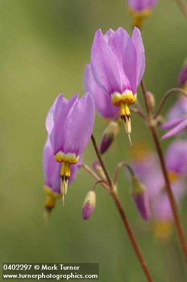 Dodecatheon pulchellum ssp. cusickii