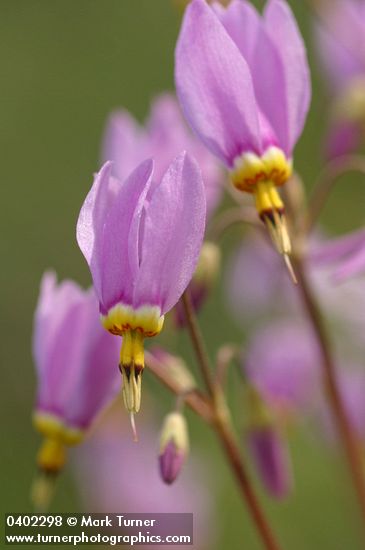 Dodecatheon pulchellum ssp. cusickii