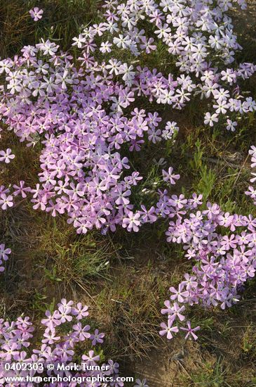 Phlox longifolia