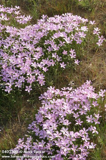 Phlox longifolia