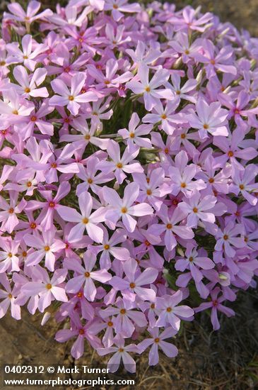 Phlox longifolia