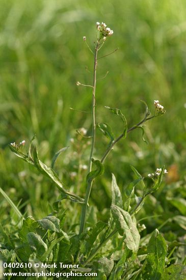 Capsella bursa-pastoris
