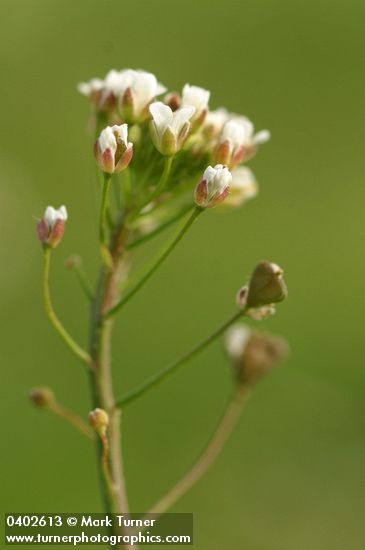 Capsella bursa-pastoris