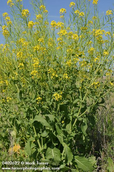 Brassica rapa (B. campestris)