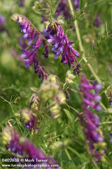 Vicia villosa