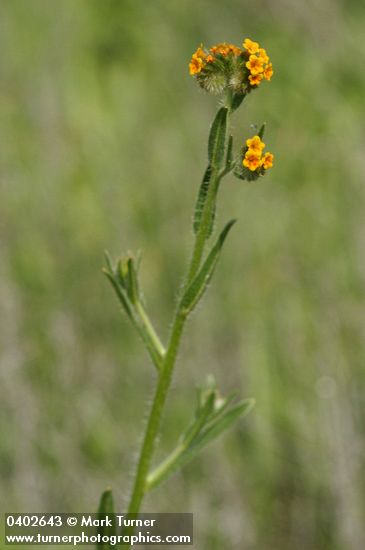 Amsinckia menziesii var. menziesii