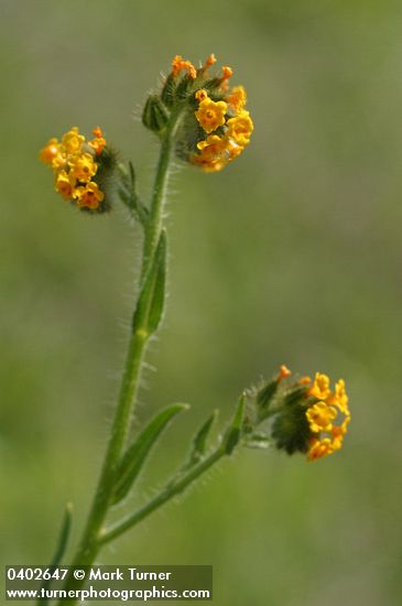 Amsinckia menziesii var. menziesii