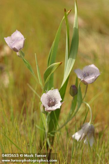 Calochortus tolmiei