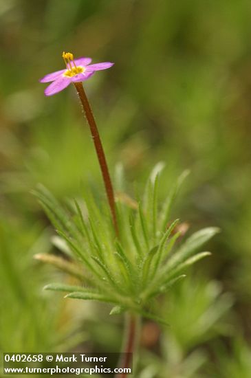 Linanthus bicolor