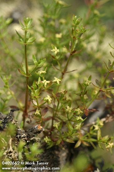 Galium porrigens