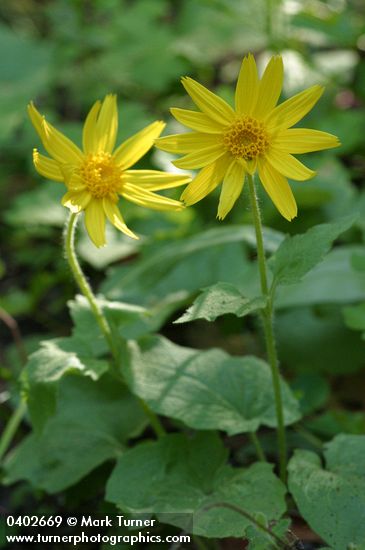 Arnica cordifolia
