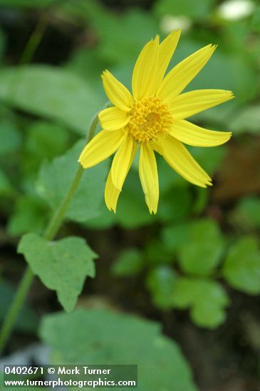 Arnica cordifolia