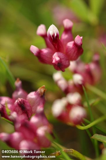 Trifolium depauperatum