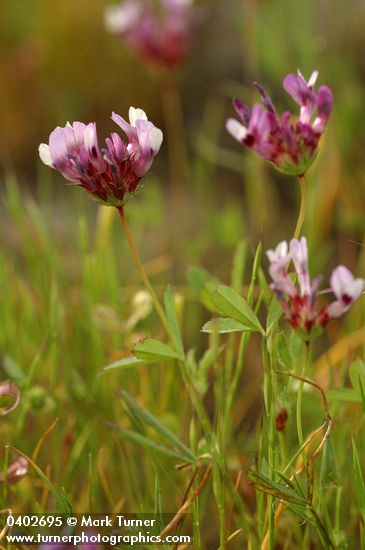 Trifolium variegatum