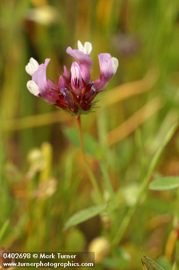 Trifolium variegatum