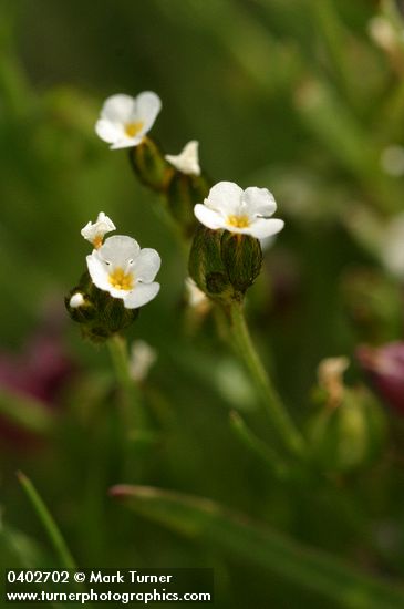 Minuartia douglasii