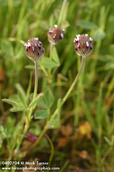 Trifolium arvense