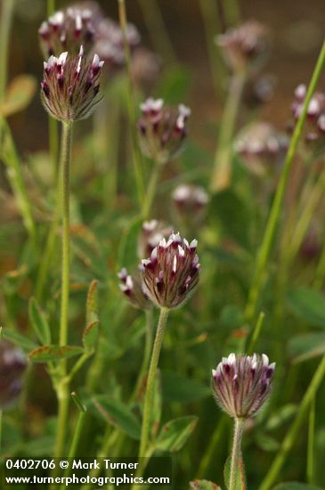 Trifolium arvense