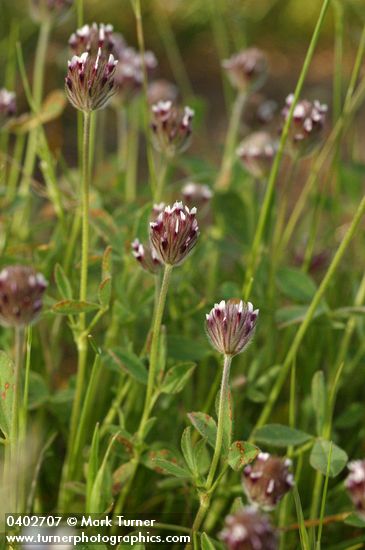 Trifolium arvense