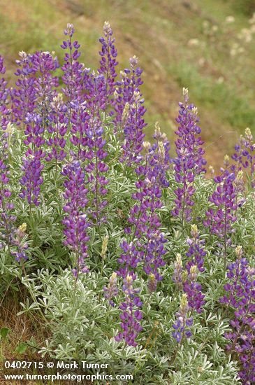 Lupinus albifrons