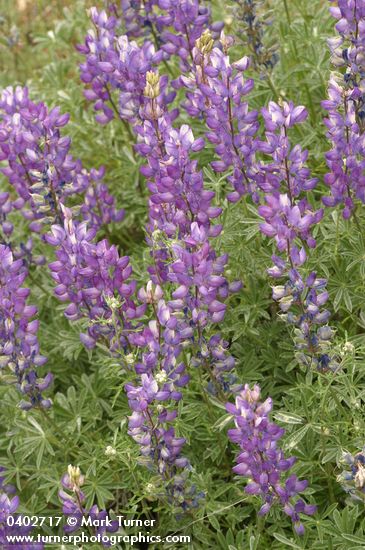 Lupinus albifrons