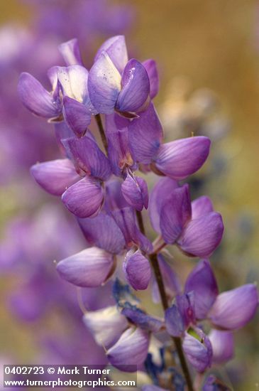 Lupinus albifrons
