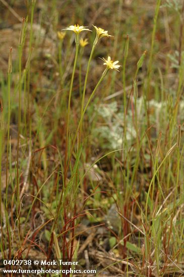 Microseris laciniata