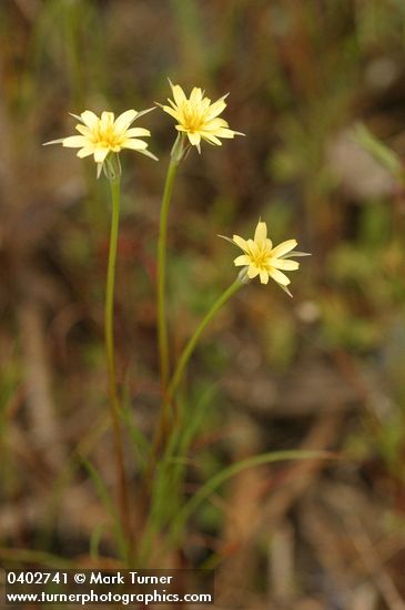 Microseris laciniata