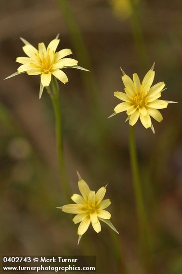 Microseris laciniata