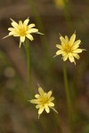 Cut-leaf Microseris blossoms detail