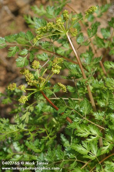 Ligusticum californicum