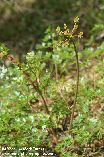 Ligusticum californicum