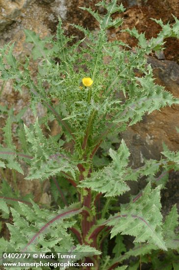 Lactuca canadensis