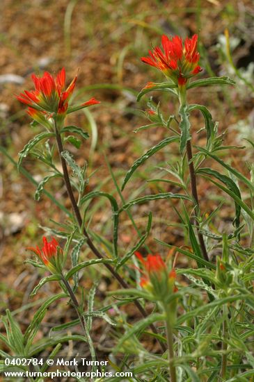 Castilleja applegatei