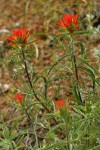 Wavy-leaved Indian Paintbrush