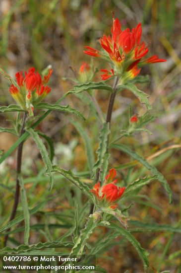 Castilleja applegatei