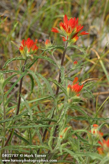 Castilleja applegatei
